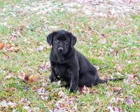 AKC Leah, a female Labrador Retriever for sale in Syracuse, IN – Photo 8 of 10