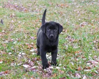 AKC Leah, a female Labrador Retriever for sale in Syracuse, IN – Photo 7 of 10