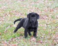 AKC Leah, a female Labrador Retriever for sale in Syracuse, IN – Photo 6 of 10
