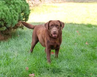 AKC Leah, a female Labrador Retriever for sale in Syracuse, IN – Photo 10 of 10