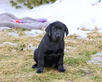 AKC Leah, a female Labrador Retriever for sale in Syracuse, IN – Photo 2 of 10