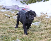 AKC Leah, a female Labrador Retriever for sale in Syracuse, IN – Photo 5 of 10