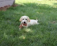 AKC Whitney, a female Labrador Retriever for sale in Syracuse, IN – 4 of 10