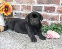 AKC Opal, a female Labrador Retriever for sale in Syracuse, IN – 4 of 5