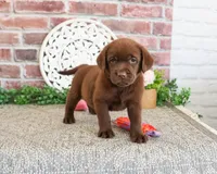 AKC Lillian, a female Labrador Retriever for sale in Syracuse, IN – 4 of 5