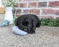 Bean, a male Labrador Retriever for sale in Syracuse, IN – 5 of 5