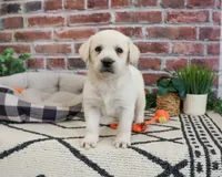 AKC Webber, a male Labrador Retriever for sale in Syracuse, IN – 3 of 9