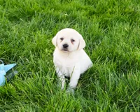 AKC Perseus, a male Labrador Retriever for sale in Syracuse, IN – 2 of 6