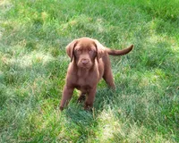 AKC Coco, a female Labrador Retriever for sale in Syracuse, IN – 5 of 10