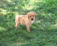 AKC Cooper, a male Labrador Retriever for sale in Syracuse, IN – 6 of 9