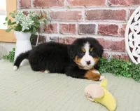 AKC Honor, a male Bernese Mountain Dog for sale in Syracuse, IN – 6 of 6