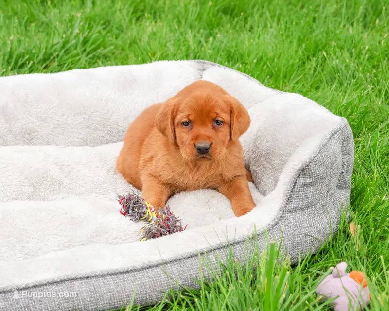 AKC Rachel – Labrador Retriever puppy for sale in Syracuse, IN