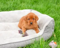 AKC Rachel, a female Labrador Retriever for sale in Syracuse, IN – 1 of 7