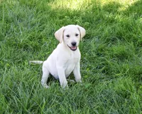 AKC Rosco, a male Labrador Retriever for sale in Syracuse, IN – 5 of 5
