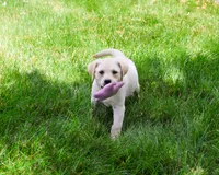 AKC Rosetta, a female Labrador Retriever for sale in Syracuse, IN – 4 of 7