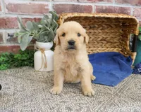 AKC Georgie , a male Golden Retriever for sale in Syracuse, IN – 5 of 5