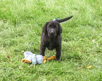 AKC Max, a male Labrador Retriever for sale in Syracuse, IN – 5 of 10