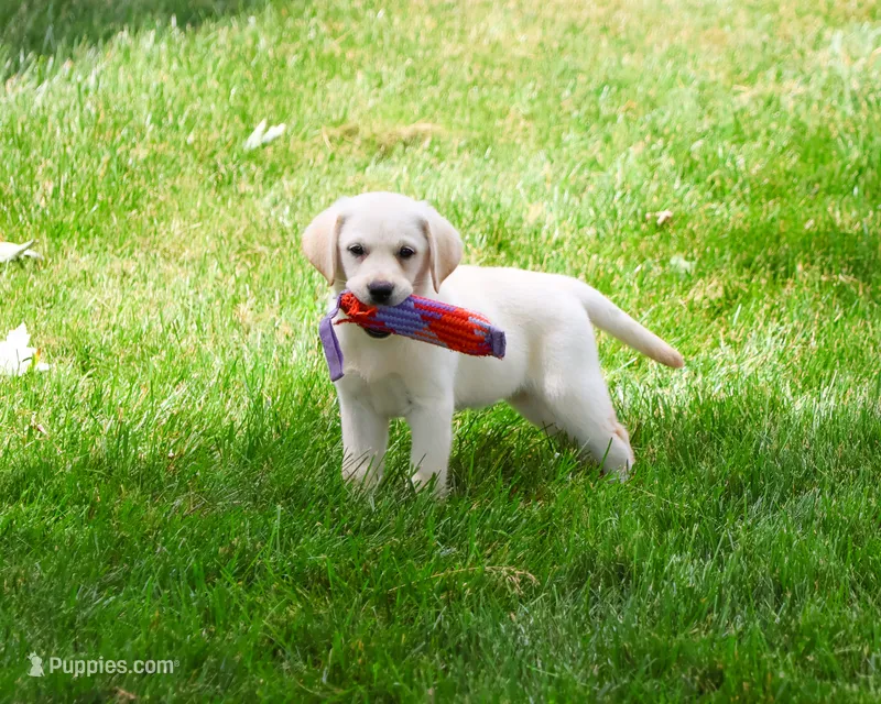 AKC Whitney – Labrador Retriever puppy for sale in Syracuse, IN