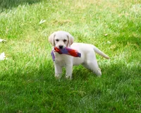 AKC Whitney, a female Labrador Retriever for sale in Syracuse, IN – 1 of 10
