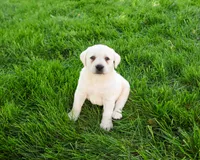 AKC Percival , a male Labrador Retriever for sale in Syracuse, IN – 3 of 7