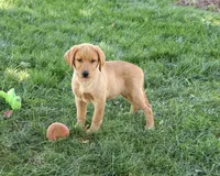AKC Cooper, a male Labrador Retriever for sale in Syracuse, IN – 2 of 9