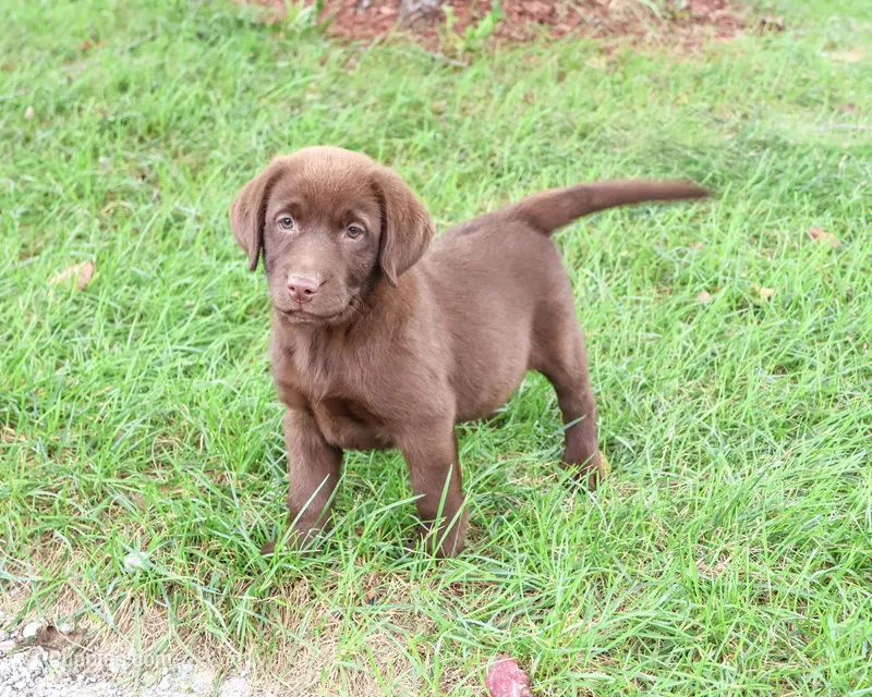 AKC Nutella – Labrador Retriever puppy for sale in Syracuse, IN