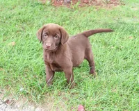 AKC Nutella, a female Labrador Retriever for sale in Syracuse, IN – 1 of 8