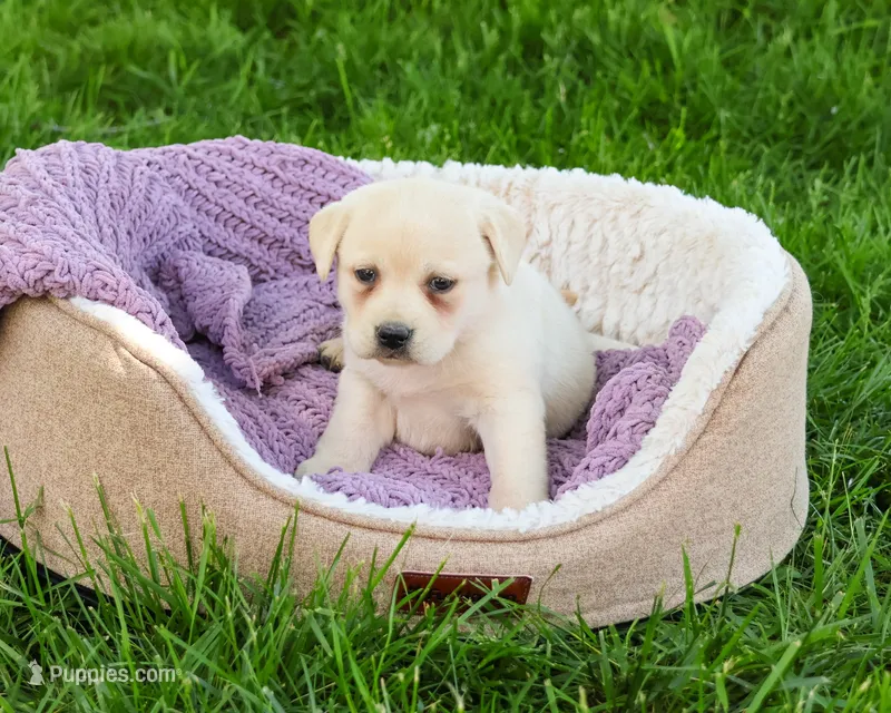 AKC Silvermist  – Labrador Retriever puppy for sale in Syracuse, IN