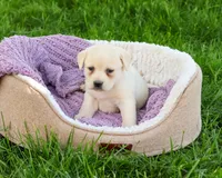 AKC Silvermist , a female Labrador Retriever for sale in Syracuse, IN – 1 of 8