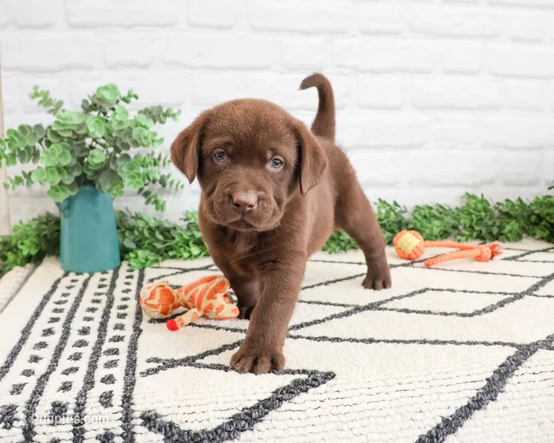 AKC Simba – Labrador Retriever puppy for sale in Syracuse, IN