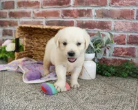 AKC Tilly, a female English Cream Golden Retriever for sale in Syracuse, IN – 3 of 4