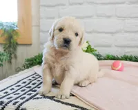 AKC Arizona , a female Golden Retriever for sale in Syracuse, IN – Photo 2 of 8