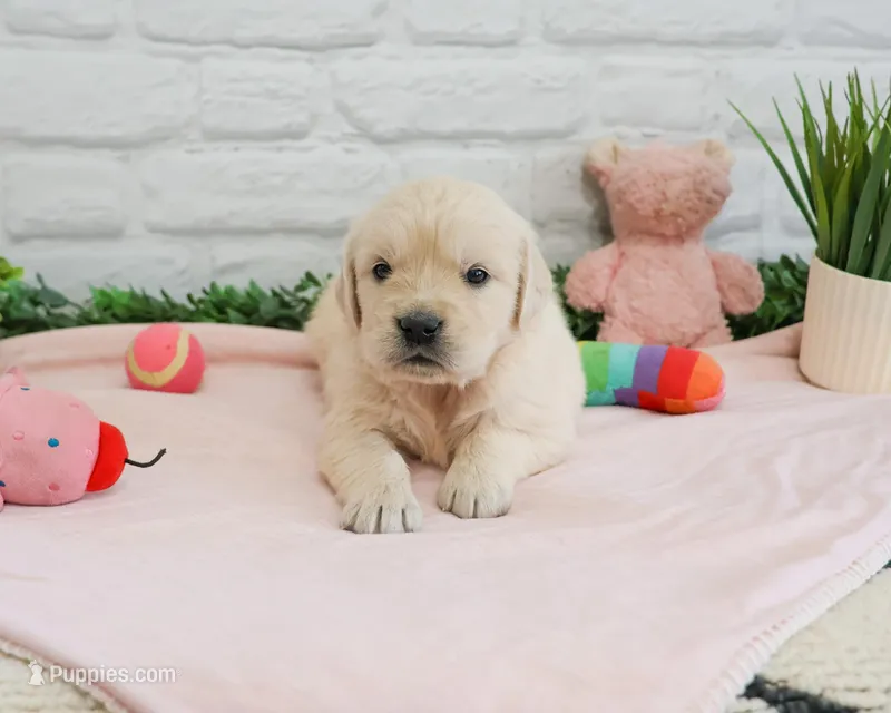 AKC Arizona  – Golden Retriever puppy for sale in Syracuse, IN