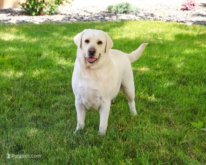 Trixie  – Labrador Retriever puppy for sale in Syracuse, IN