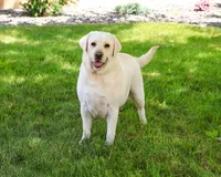Trixie , a female Labrador Retriever for sale in Syracuse, IN – 1 of 4