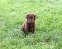AKC Meredith, a female Labrador Retriever for sale in Syracuse, IN – 4 of 4