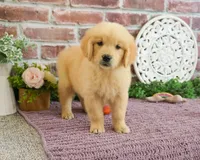 AKD Gabriella, a female Golden Retriever for sale in Syracuse, IN – 2 of 6