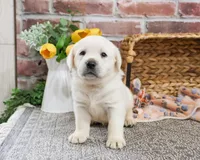 AKC Jake, a male Labrador Retriever for sale in Syracuse, IN – Photo 2 of 8