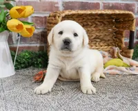 AKC Jake, a male Labrador Retriever for sale in Syracuse, IN – Photo 4 of 8