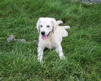 AKC Tallulah, a female English Cream Golden Retriever for sale in Syracuse, IN – 5 of 10