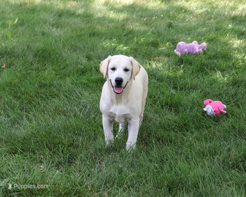 AKC Wanda – Labrador Retriever puppy for sale in Syracuse, IN