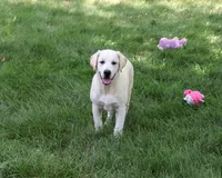 AKC Wanda, a female Labrador Retriever for sale in Syracuse, IN – 1 of 10