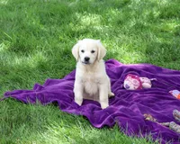 AKC Tori, a female English Cream Golden Retriever for sale in Syracuse, IN – 2 of 10