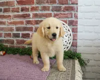 AKC Gwenn, a female Golden Retriever for sale in Syracuse, IN – 2 of 4