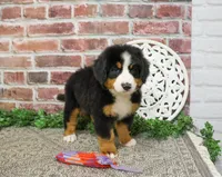 AKC Star, a female Bernese Mountain Dog for sale in Syracuse, IN – 8 of 8