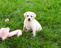 AKC Silvermist , a female Labrador Retriever for sale in Syracuse, IN – 4 of 10
