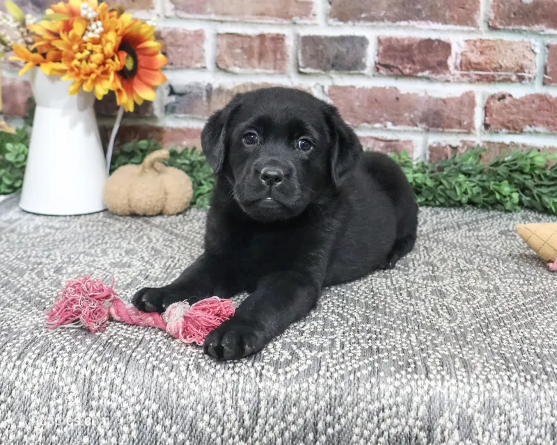AKC Amber – Labrador Retriever puppy for sale in Syracuse, IN