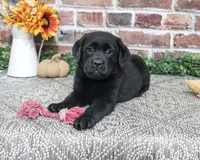 AKC Amber, a female Labrador Retriever for sale in Syracuse, IN – 1 of 6
