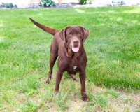 Reba , a female Labrador Retriever for sale in Syracuse, IN – 2 of 4