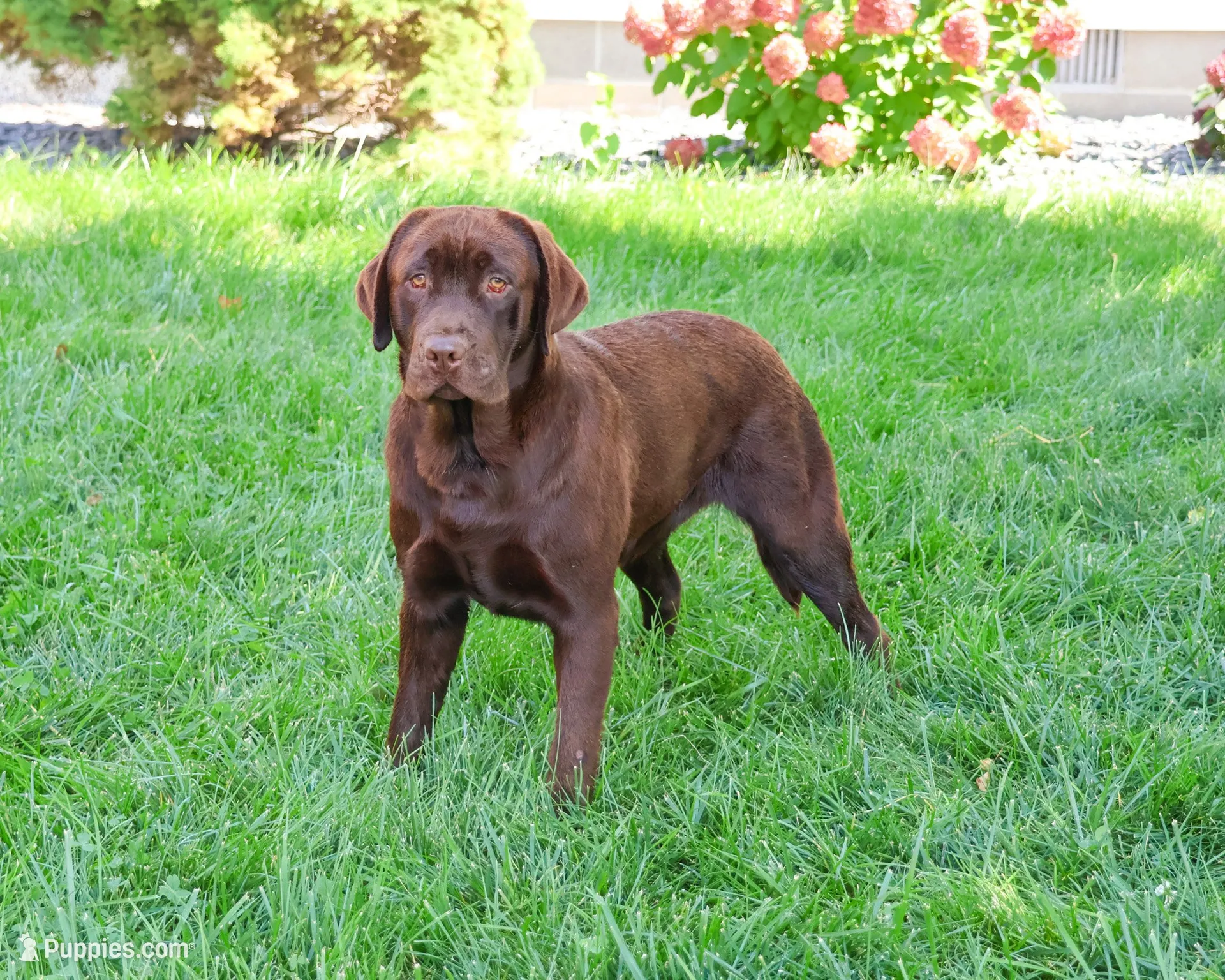 AKC Scar, a male Labrador Retriever for sale in Syracuse, IN – 5 of 6